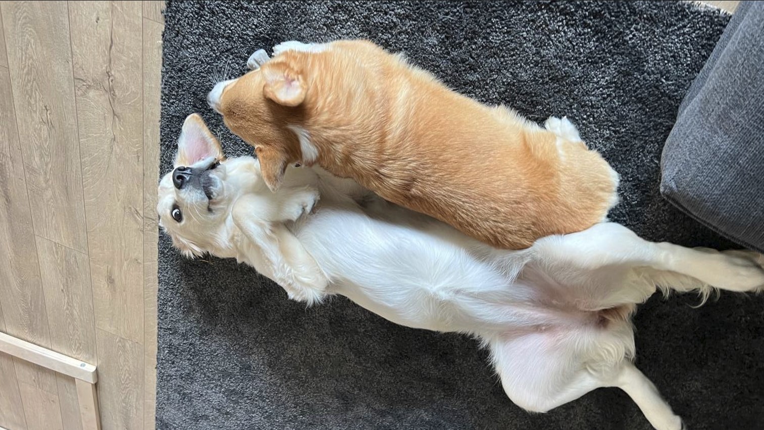 Pet Care Services New York | Pet Care Services New York Pet Care Services New York